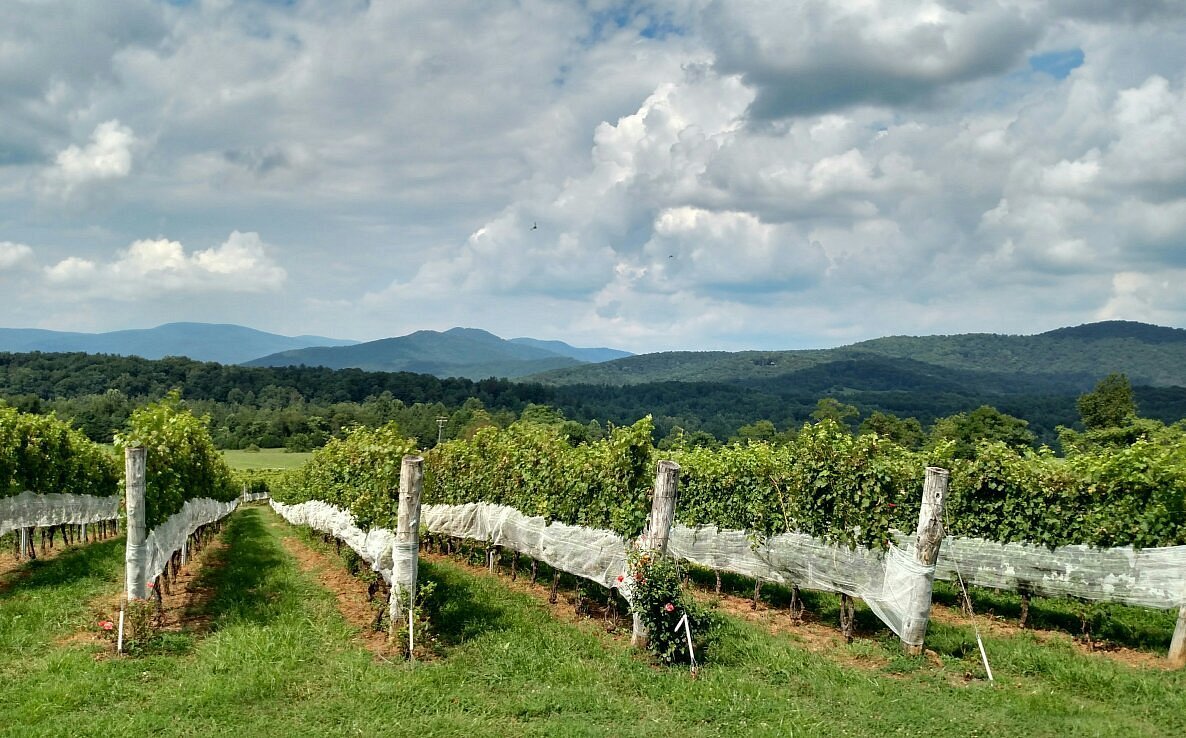 Stinson Vineyards, White Hall, United States