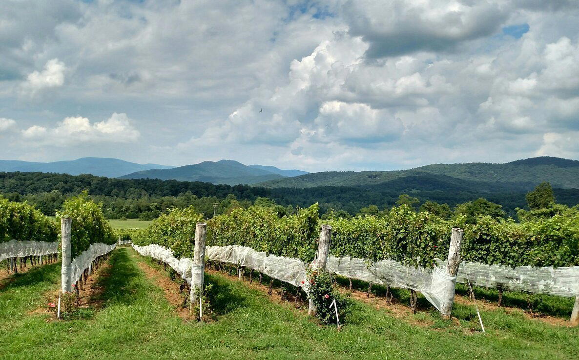 Stinson Vineyards winery in White Hall, United States