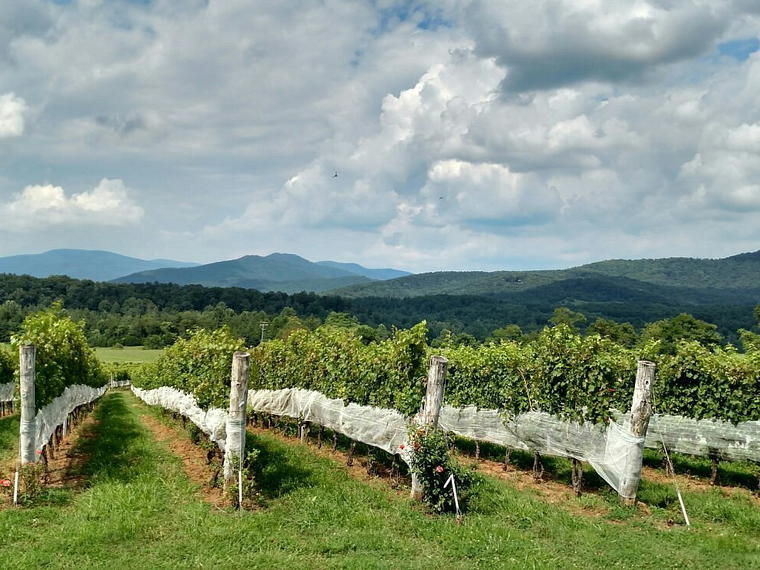 Stinson Vineyards, White Hall, United States