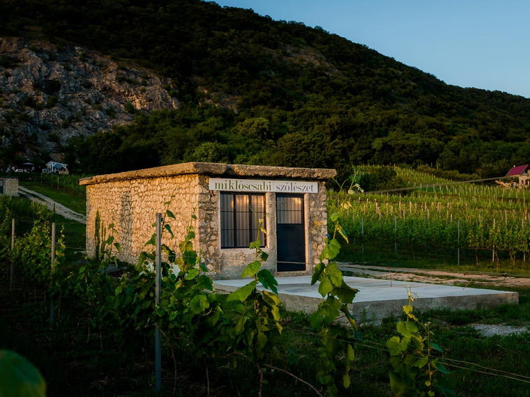 Miklós Csabi Pincészet, Mór, Hungary