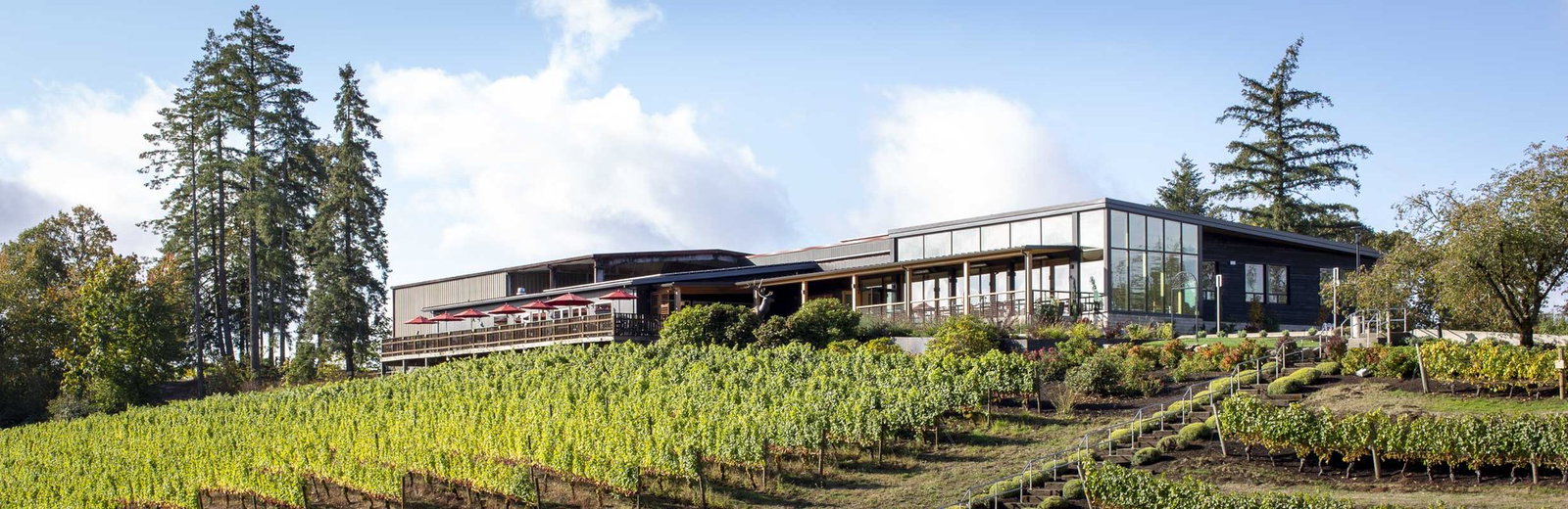 Elk Cove Vineyards