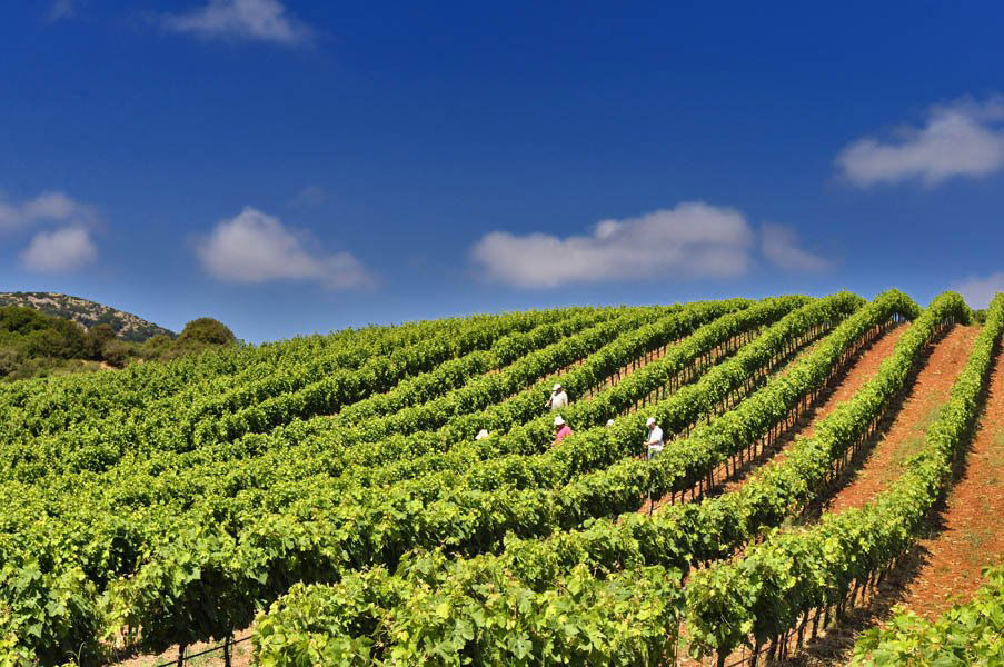 Antonopoulos Vineyards winery in Patras, Greece