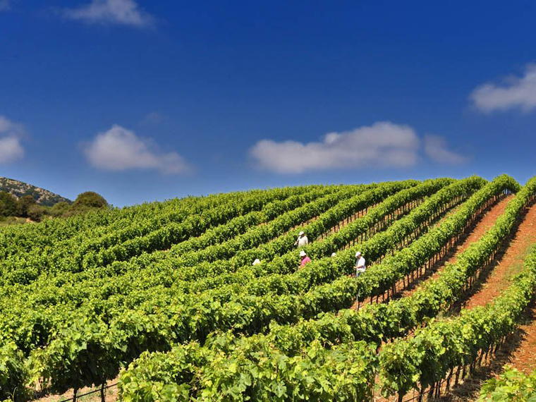Antonopoulos Vineyards, Patras, Greece